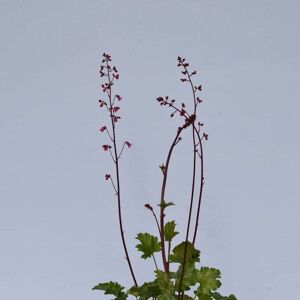 Heuchera 'Paris' ® ---